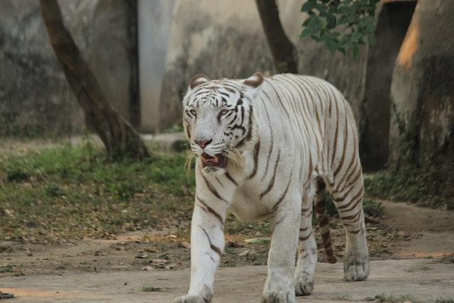 Exploring White Tigers Rare and Enigmatic Species