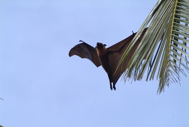 Flying foxes are truly amazing creatures that offer a fascinating glimpse into the diversity and complexity of the natural world.