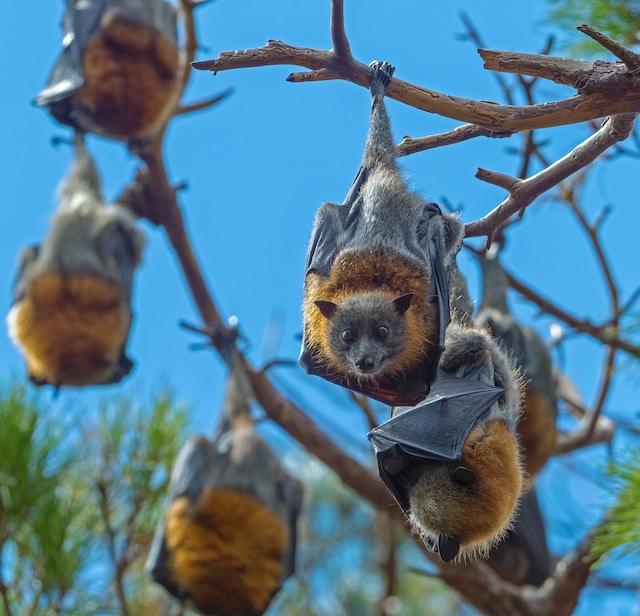 Flying foxes live in large colonies, sometimes numbering in the tens of thousands.