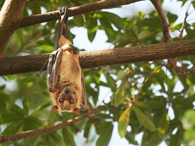 Flying foxes play a crucial role in many ecosystems.