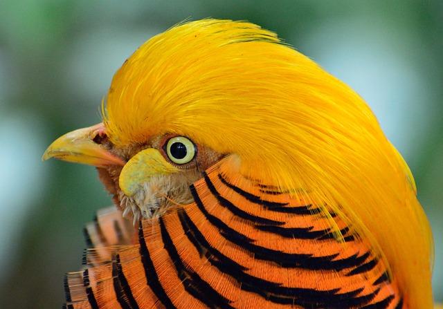 Golden Pheasants are not currently considered a threatened species