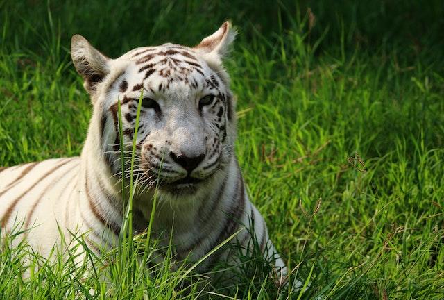 However, the Bengal tiger, of which the white tiger is a variation, is classified as endangered due to habitat loss, poaching, and other threats.