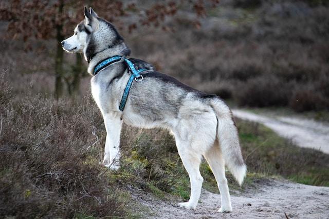 Why Grooming and Coat Care is Important for Siberian Huskies