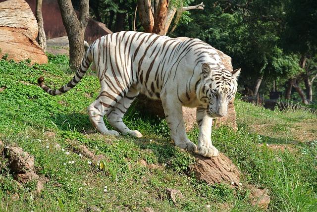 Like their orange counterparts, white tigers are solitary creatures, except during mating season