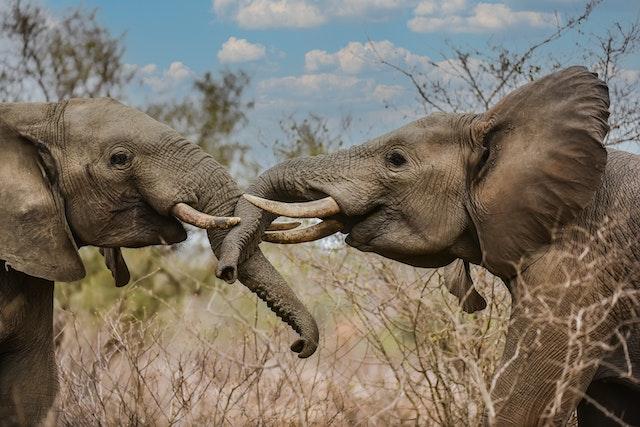 Elephant Embrace: A Whisper of Love - Showcasing the nature's weird animal facts