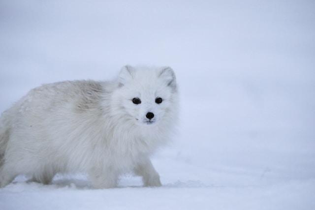 Arctic Fox: Surviving the Cold and Thriving in the Tundra - Travlean