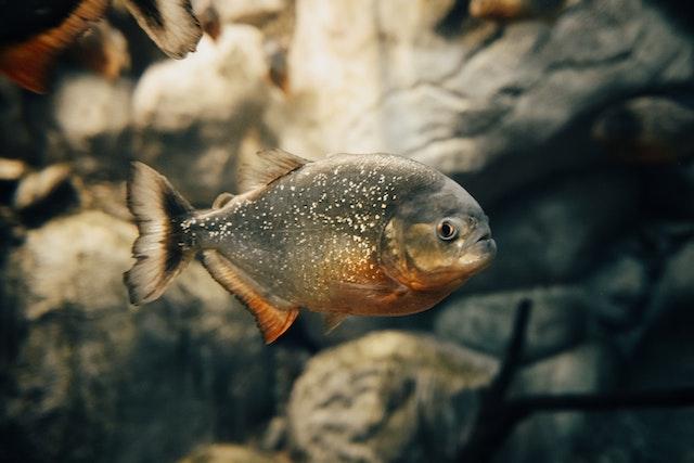 Piranhas are known for their sharp teeth and powerful jaws, which they use to quickly rip apart their prey.
