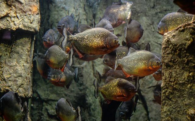 Piranhas are native to the rivers and streams of South America, with the largest populations found in the Amazon River basin.