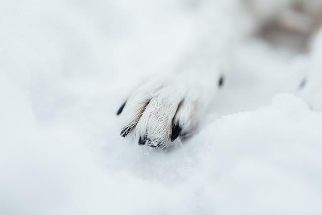 Protect Your Husky's Paws
