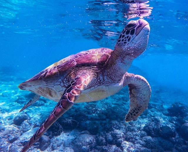 Sea Turtles - Ancient Explorers