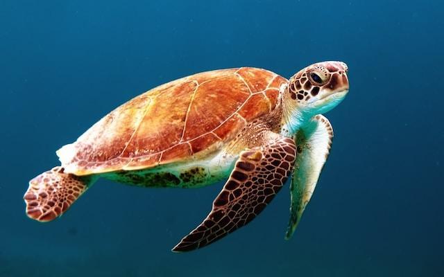 Sea Turtles - Ocean Navigators