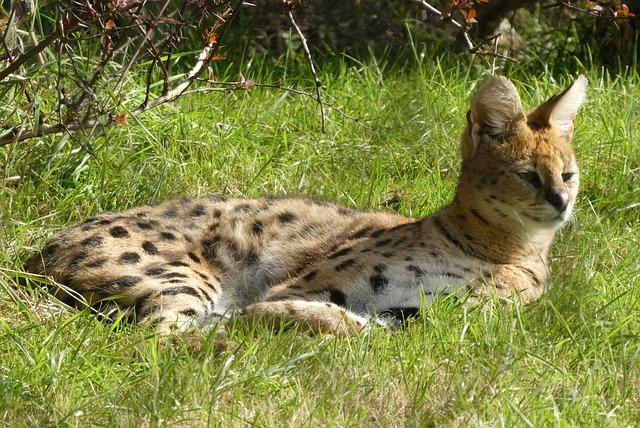 Serval Cats - Physical Characteristics 