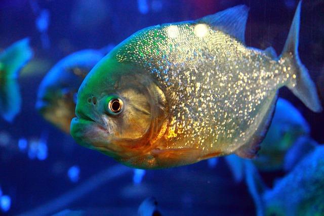 Several species of piranhas are currently listed as vulnerable or endangered due to overfishing, habitat destruction, and pollution. 