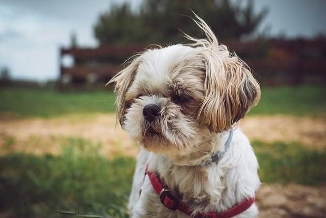 Shih Tzus are an intelligent breed and are quick learners.