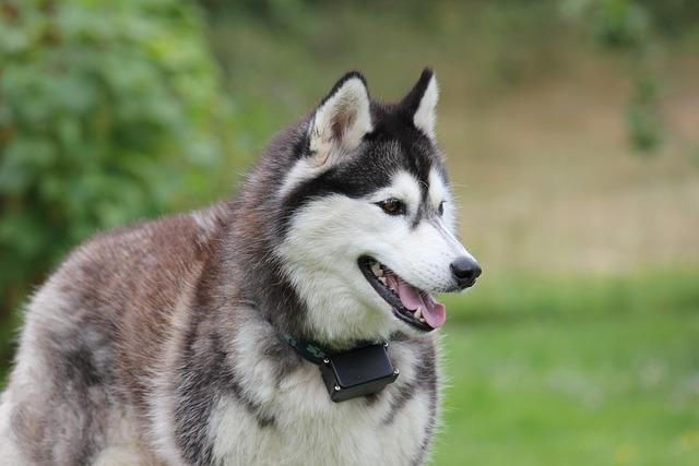 Siberian Husky Grooming and Coat Care: Essential Techniques for a Healthy and Beautiful Dog.