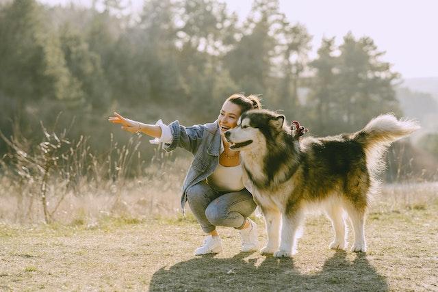 Husky Agility and Sports: How to Keep Your Furry Companion Active and Happy