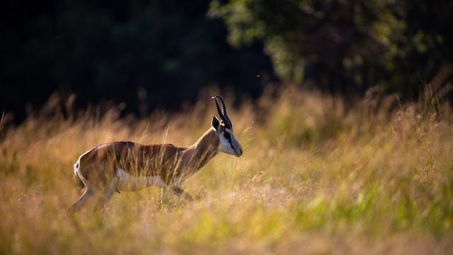 Springbok - Importance in the Ecosystem