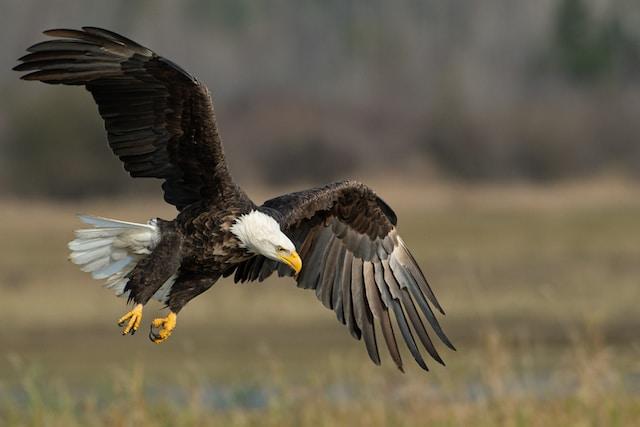 The Bald Eagle's Importance in Native American Culture
