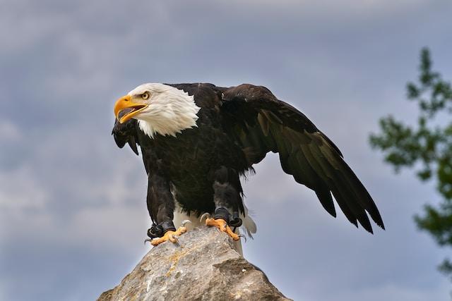 The Bald Eagle's Remarkable Recovery
