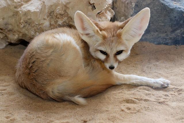 The Fennec Fox is a small fox that lives in the deserts of North Africa.