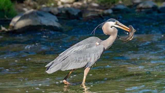 The Great Blue Heron The Ultimate Fisherman