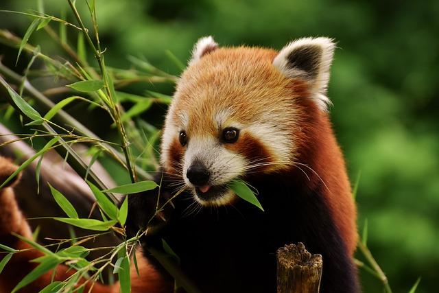 The Red Panda A Fascinating and Endangered Species