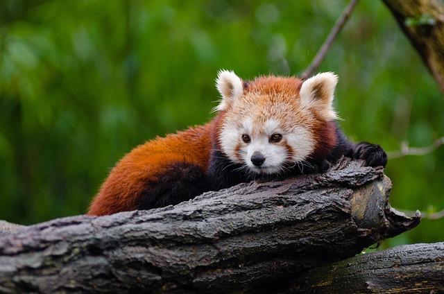 The Red Panda: A Fascinating and Endangered Species - Travlean