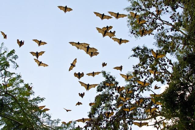 The Threats Facing Flying Foxes