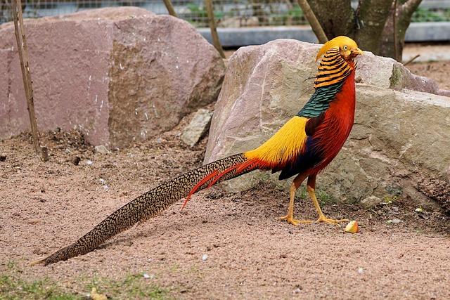 The male Golden Pheasant is easily recognized by its bright golden-yellow crest, red and gold face, and its long, bright red, golden-yellow, and deep blue-green tail feathers. 