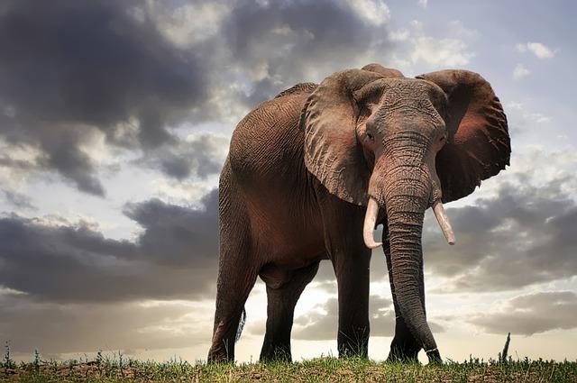 Unfortunately, elephants are facing numerous threats in the modern world.