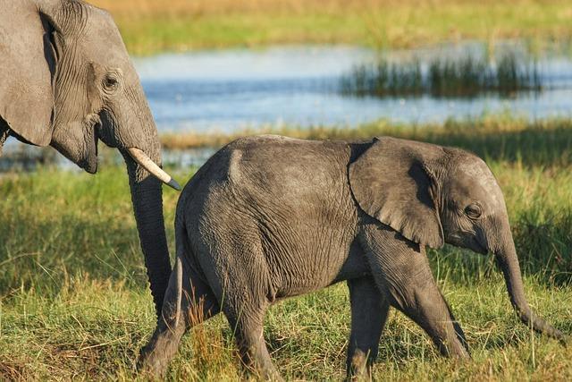 The Elephant Family: The Bond Between Mothers and Calves