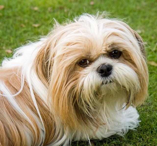 While Shih Tzus have long hair, they don't require a lot of grooming.