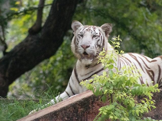 White tigers are a fascinating and rare species that continue to captivate the imagination of people around the world.
