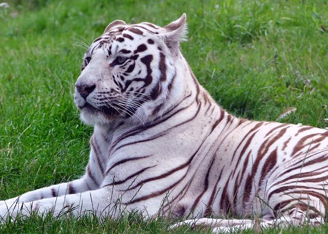 White tigers were first discovered in the wild in India over a century ago. 