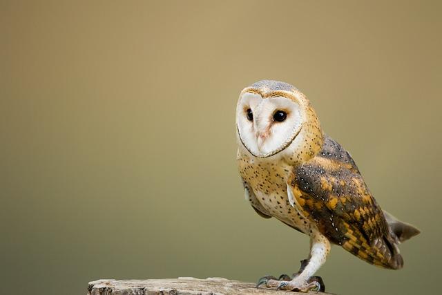 barn owls are the unsung heroes of the sky.