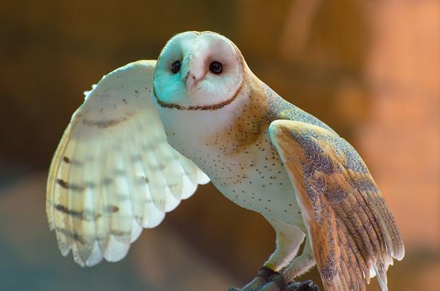 Barn owls face a number of threats.