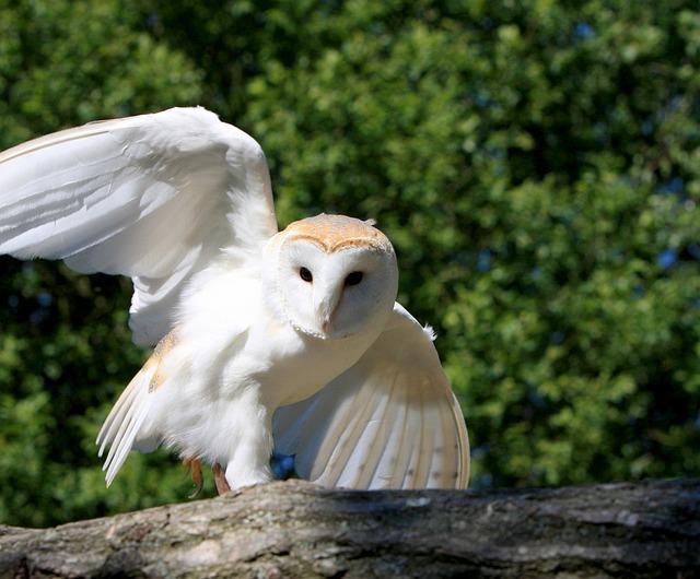 barn owls also play an important part in maintaining the health of the environment.