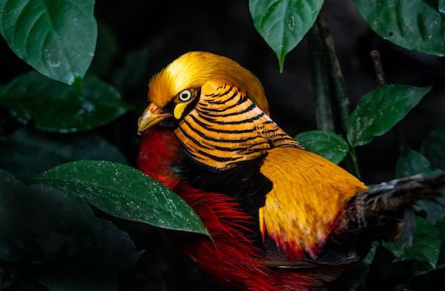 The Golden Pheasant: A Spectacular Bird of the East