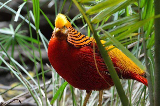 Golden Pheasants are omnivores and feed on a variety of foods, including insects, seeds, fruits, and small vertebrates.