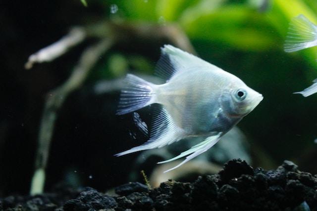 Angelfish are generally peaceful and sociable fish that can coexist well with other peaceful community fish.