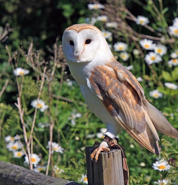 One of the most important roles that barn owls play is as natural pest controllers. 