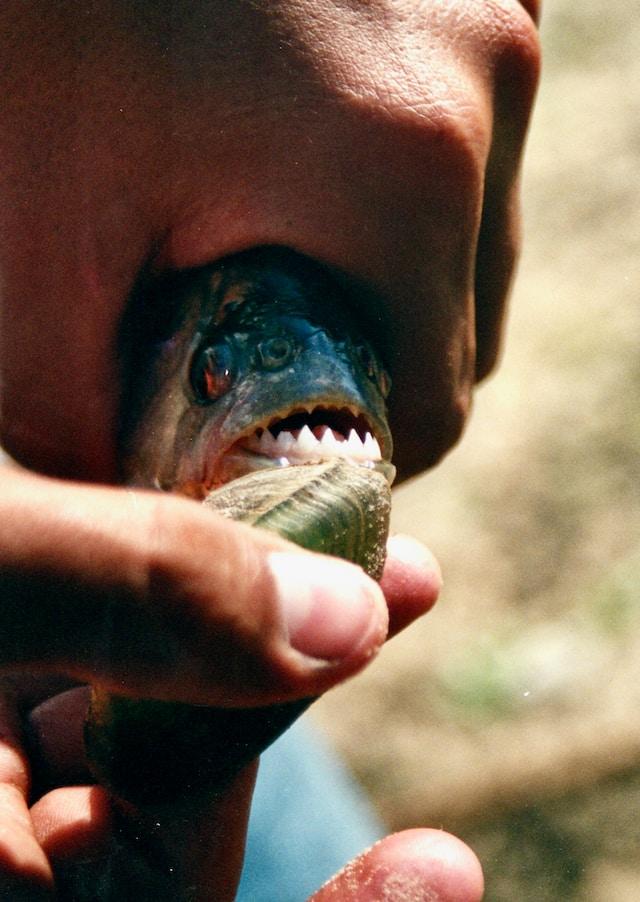 Piranhas sharp teeth and aggressive feeding habits have earned them a fearsome reputation, but they are an important part of the ecosystem in the Amazon River basin.