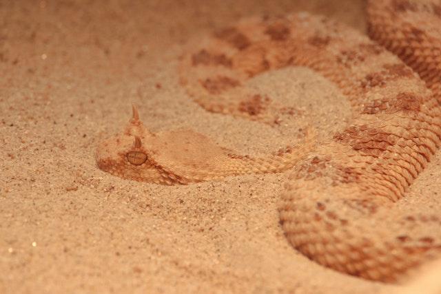 The Sidewinder: A Master of Camouflage in the Desert