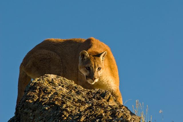 The Mighty Cougar An Apex Predator of the Americas