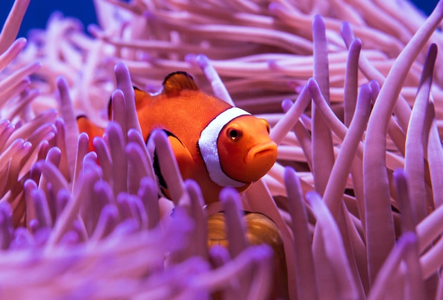 The Clownfish Code: Love in the World of Hermaphrodites
