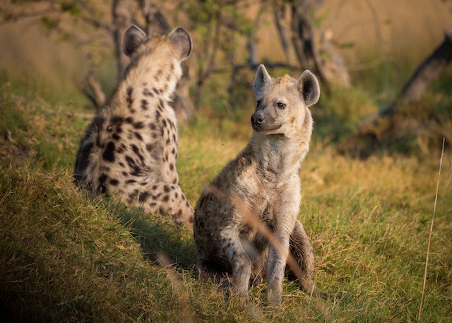 Hyena Females in Charge 