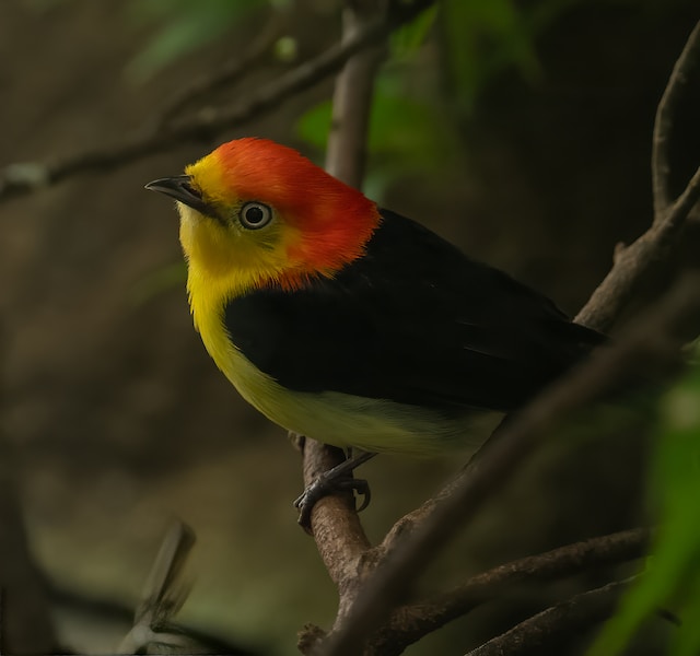 Manakin Bird: Nature's Dancing Dynamo, Show casing the nature's weird animal facts